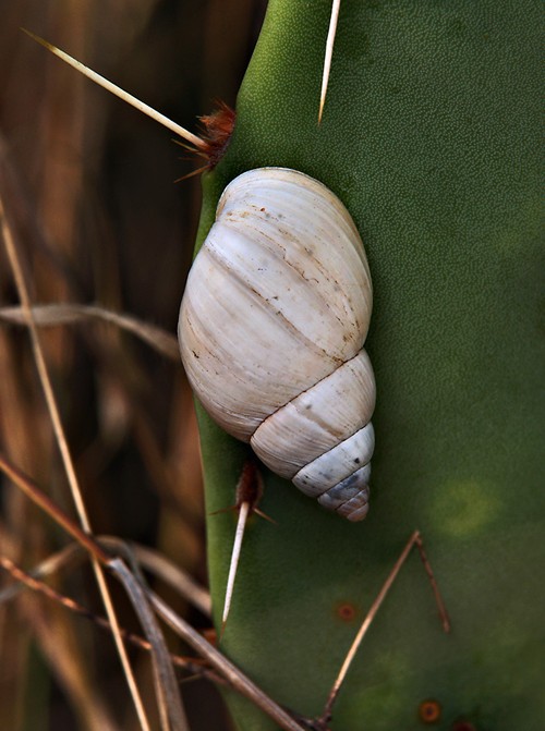 TX - Joe Pool Lake - Protected shell