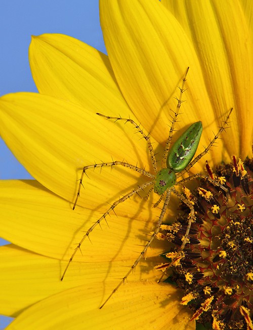 Spider, Joe Pool Lake, Cedar Hill Park, Texas