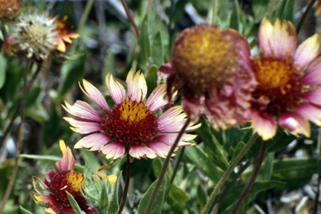 Lake Meredith Texas wildflowers