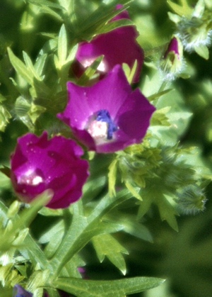 Winecups in Lake Meredith Texas 