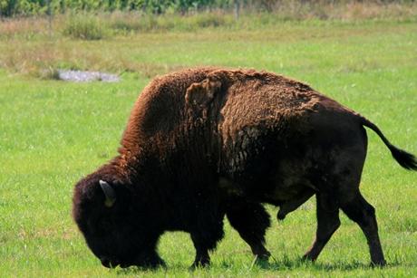Buffalo in Kentucky