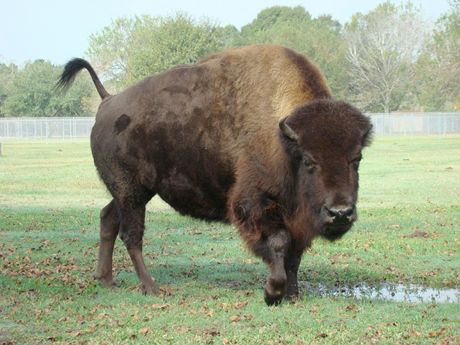 texas buffalo