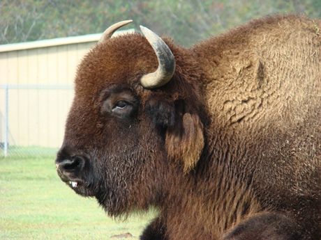 Bison close up, Texas