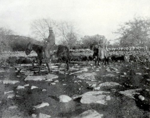 Hog Drive in Texas 1890s