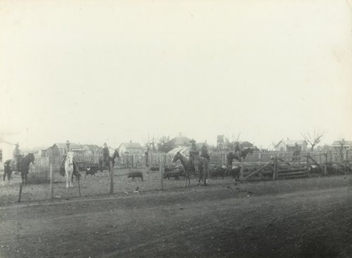 Hog Drive to Sabinal, Texas 1890s