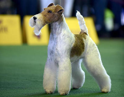 Sky, fox terrier, Best in Show 2014