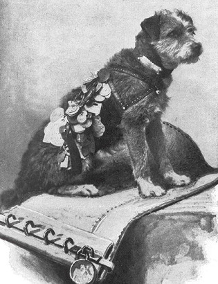 Owney with tags hanging from harness 