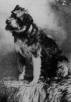 Owney the Postal Dog