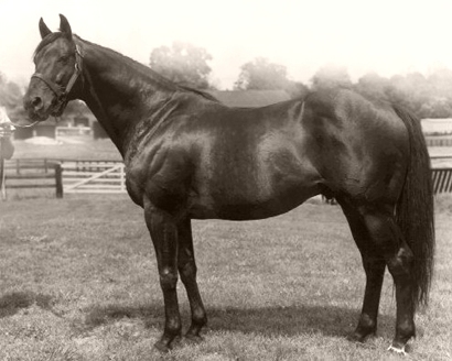 Round Table, American Thoroughbred Racehorse