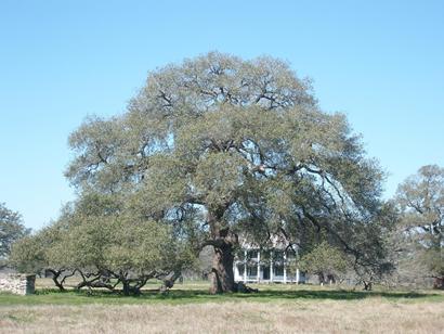 Sam Houston Oak, Gonzales, Texas