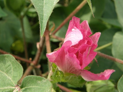 Mississippi Delta Cotton Flower