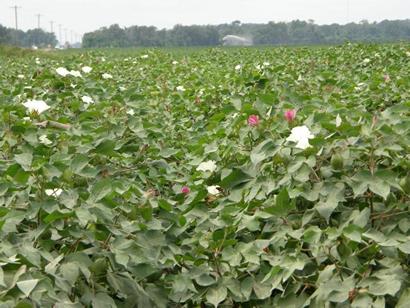 Flowering Cottonfield - Mississippi Delta  - Sunflower County 