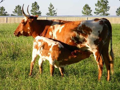 Cow and baby