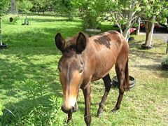  Texas Piddlin Acres donkey