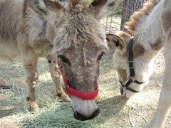  Texas Piddlin Acres Donkeys