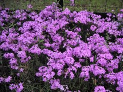 Texas Flowers