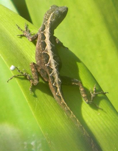 Lizard on green leaf