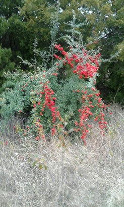 Spirit of Christmas - Pyracantha