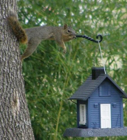 Squirrel Lounging