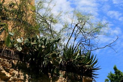 First Portland Cement Plant cactus, San Antonio Texas