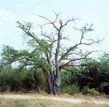 Texas famous tree montezuma baldcypress in Abram 