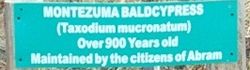 Montezuma baldcypress plaque