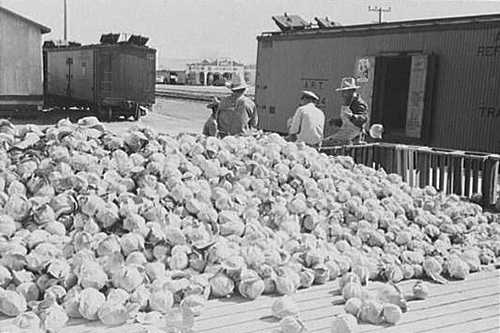 Alamo Texas Cabbages