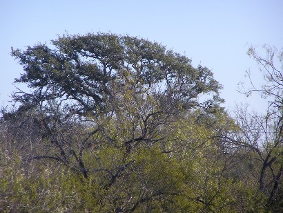 Bee County TX - Indian Scout Tree