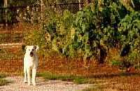 Cross, Texas - Dog 