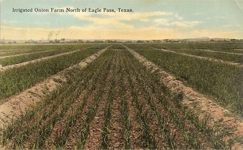 Eagle Pass TX - Irrigated Onion Farm