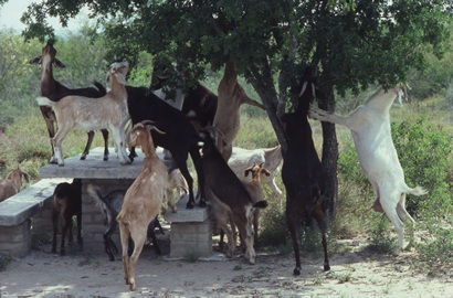 TX - goats