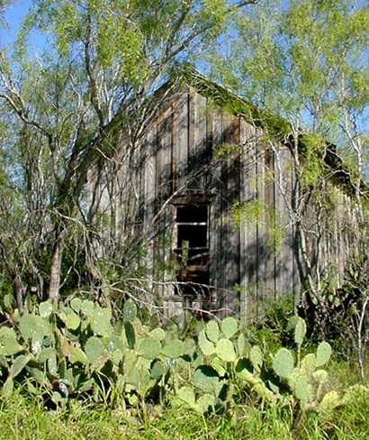 Cactus in Fowlerton, Texas