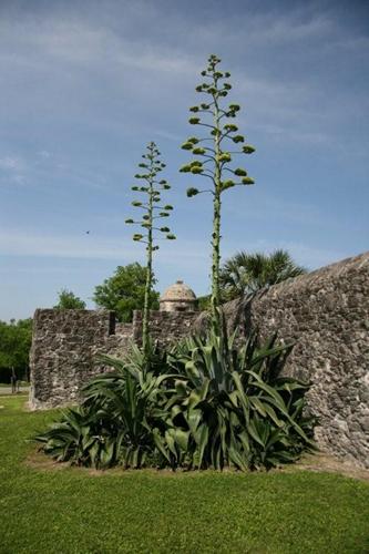 Goliad State Park Mission Goliad Texas 