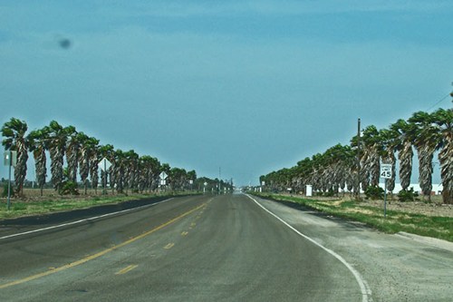 Palm lined Old Military Highway , Texas, by the Rio Grande