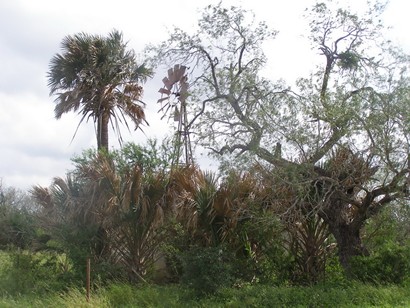 La Rosita TX -  Palms Gone Wild