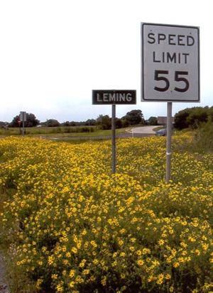 Leming Texas Hwy 281 sign and wildflowers 