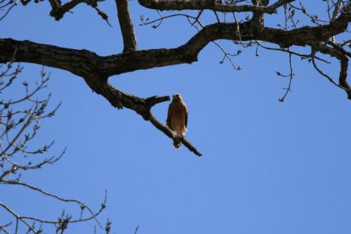 Luxello Texas - Bird
