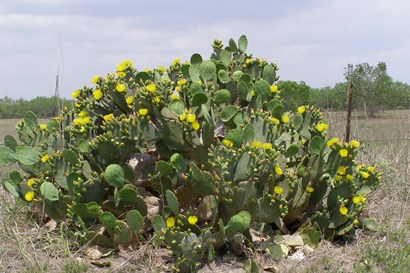 Nell TX Blooming Cactus