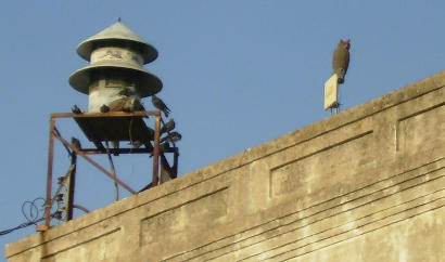 Pearsall Tx - Bird House