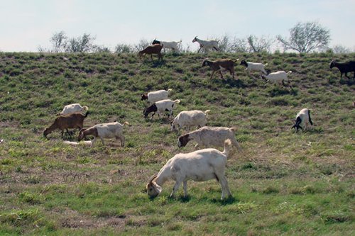 Penitas TX Goats 
