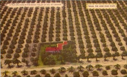 Texas - Rio Grande Valley - Citrus Orchard