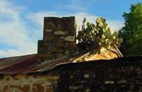 cactus on roof top