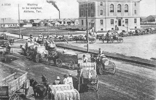 Abilene, Texas - Cotton waiting to be weighted