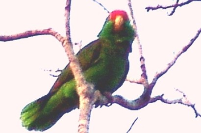 Brownsville Texas Green Parrot