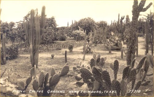 Cactus gardens, Edinburg, Texas