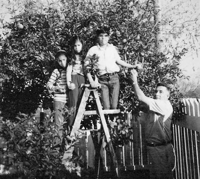 Picking oranges from tree, Falfurrias, Texas