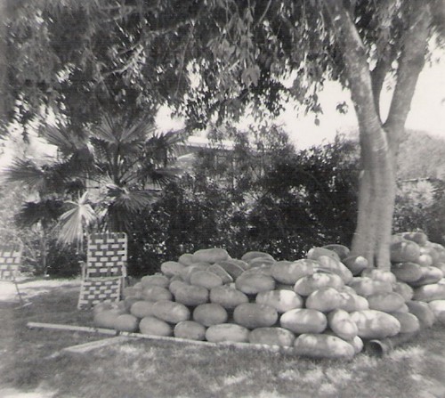 Watermelon under a tree,  Falfurrias, Texas