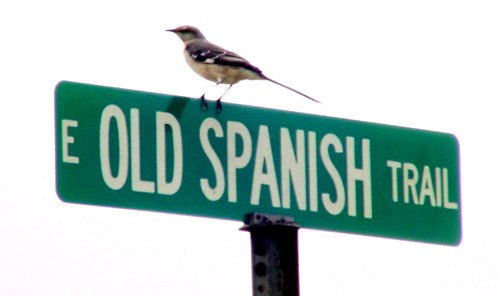 TX Mockingbird on Old Spanish Trail sign 