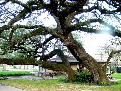 Hallettsville TX - The hanging tree