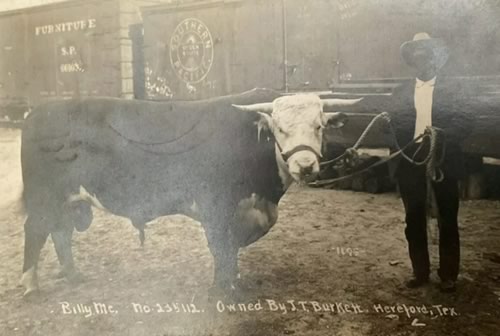 Hereford TX - Bull "Billy  Mc"